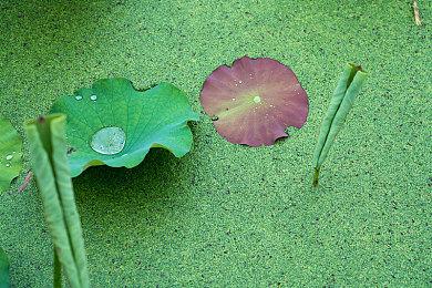 《艾尔登法环：黑夜君临》不支持双人游玩